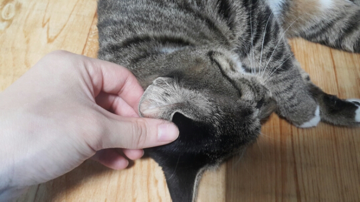 자는 고양이 괴롭히기 | 인스티즈