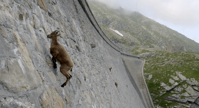 인간이 만든 댐을 타고 다니는 동물.jpgif | 인스티즈