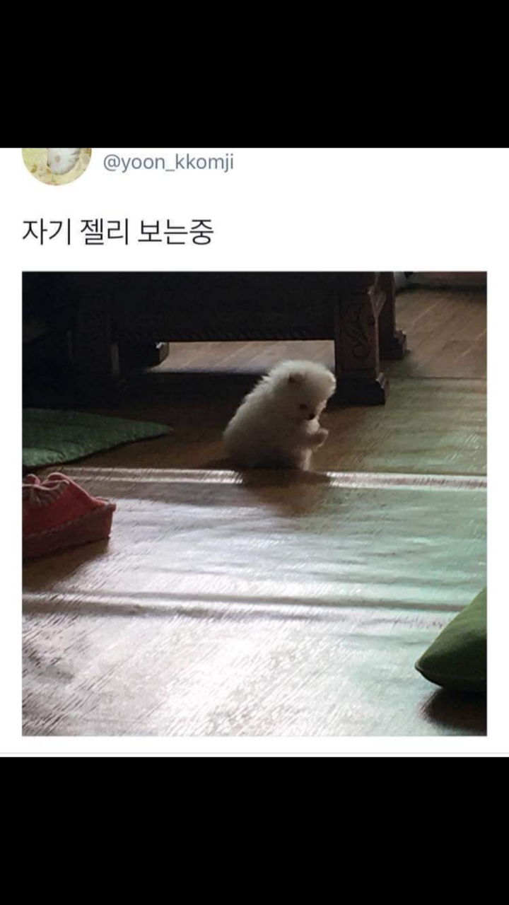 귀여운 강아지들 ㅎㅎ | 인스티즈