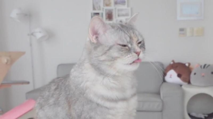 고양이들은 발을 좋아할까? | 인스티즈