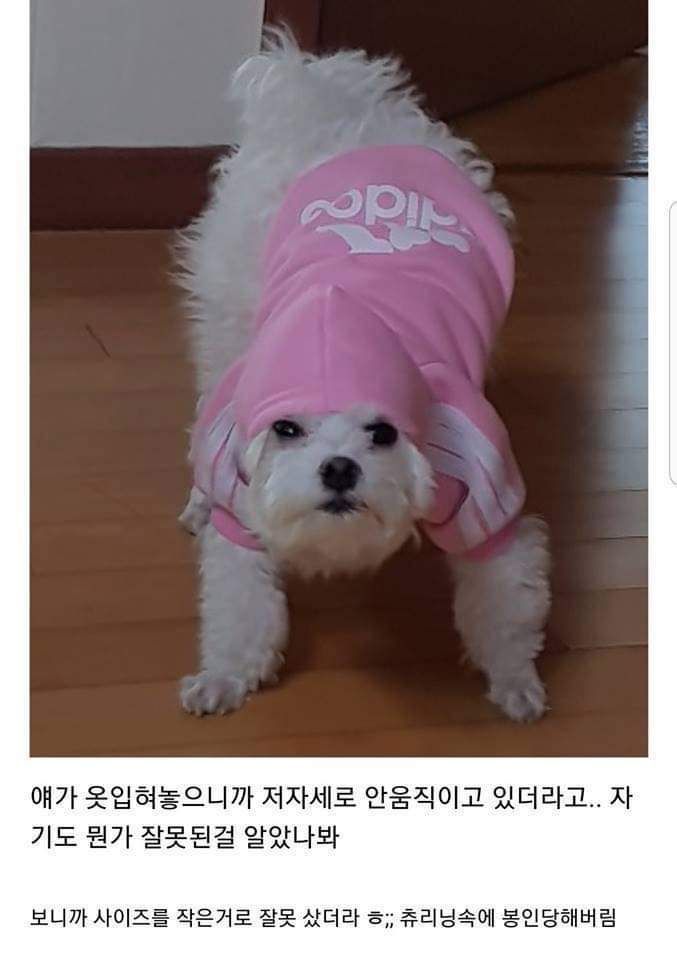 댕댕이 츄리닝 하나 샀었는데 | 인스티즈