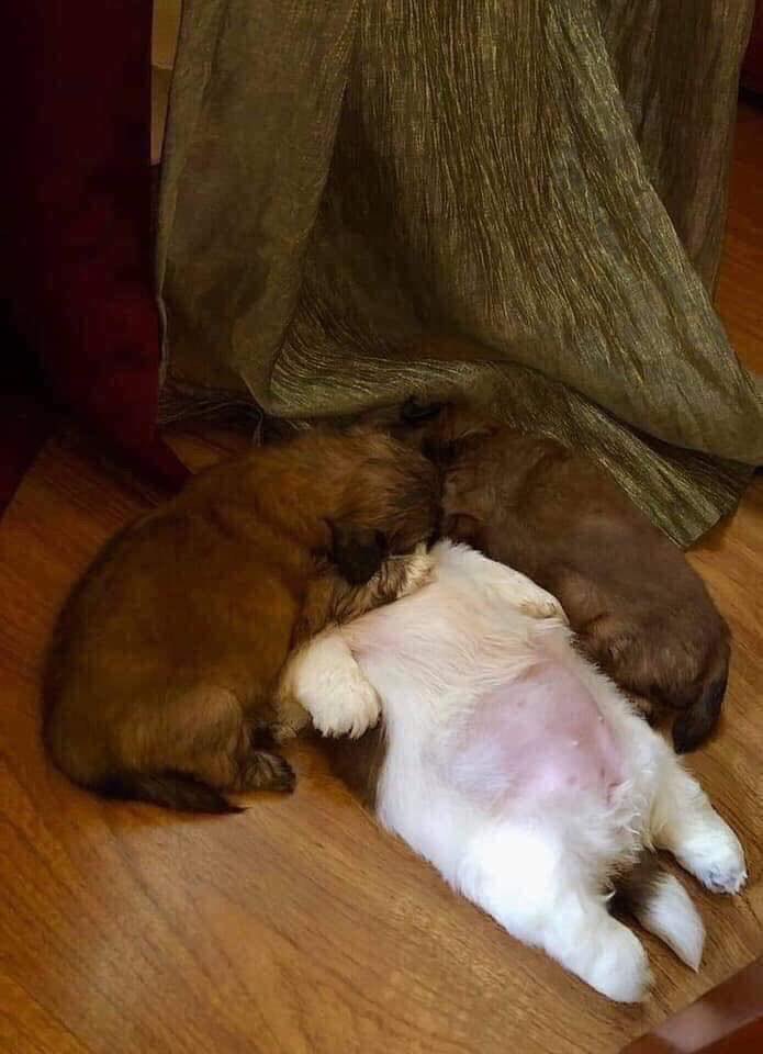 개가 잠을 이상하게 자요.jpg | 인스티즈