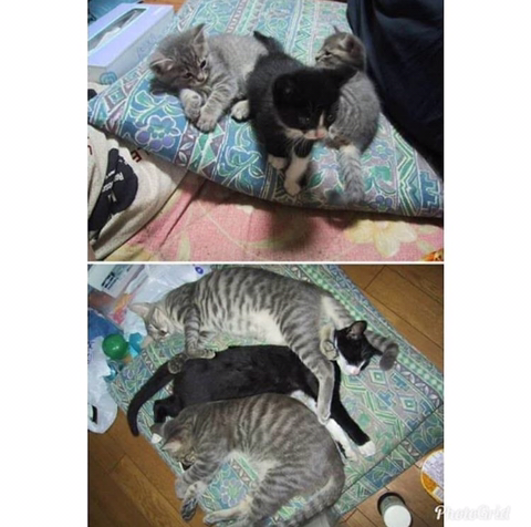 고양이 확대범.jpg | 인스티즈