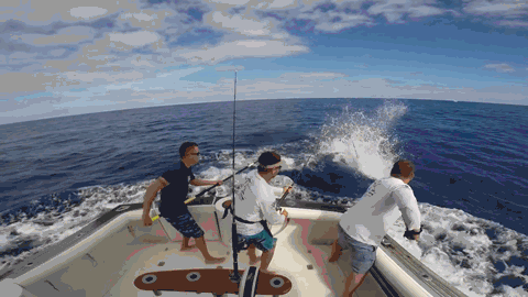 청새치가 위험한 이유 | 인스티즈