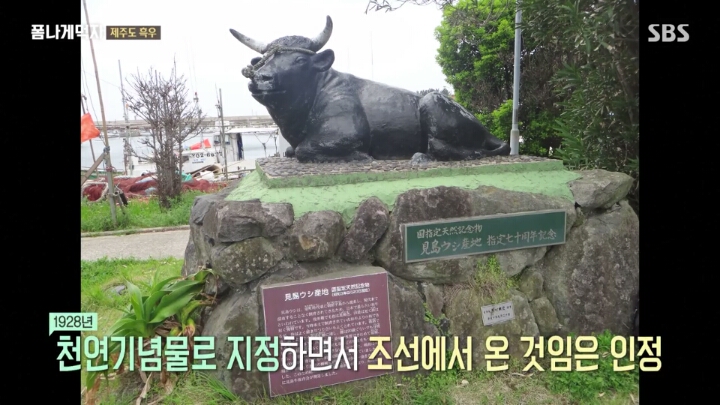 일본이 수탈해간 우리의 흑우.jpg | 인스티즈