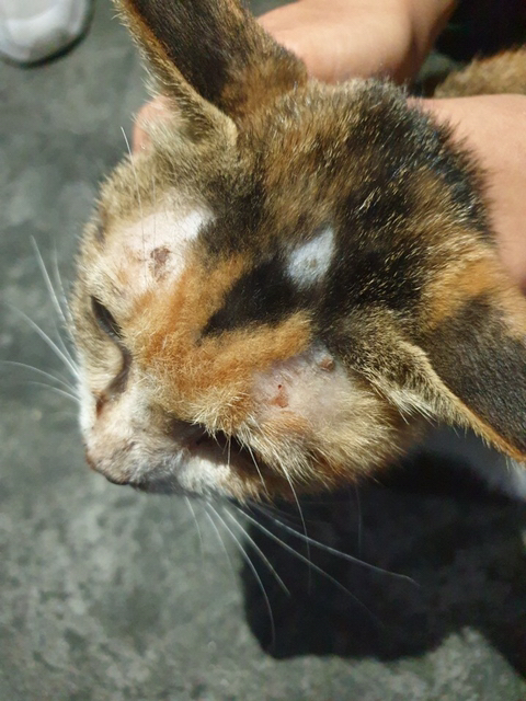 대전 대흥동 고양이 살해 사건(목 잘린 새끼고양이 사진은 없어요) 청원 요청 | 인스티즈