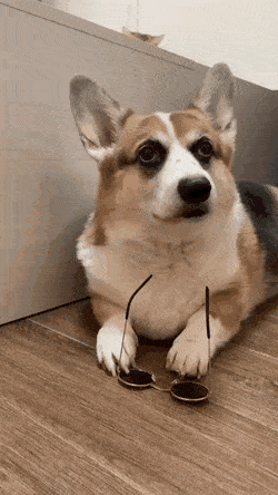 안경 쓰는 강아지 | 인스티즈