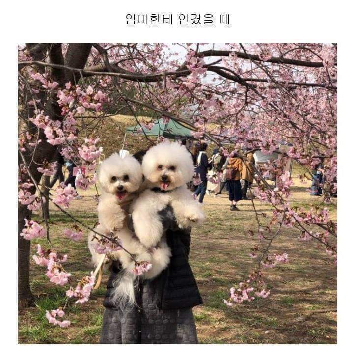 엄마와 아빠가 댕댕이 안을때 표정차이 | 인스티즈