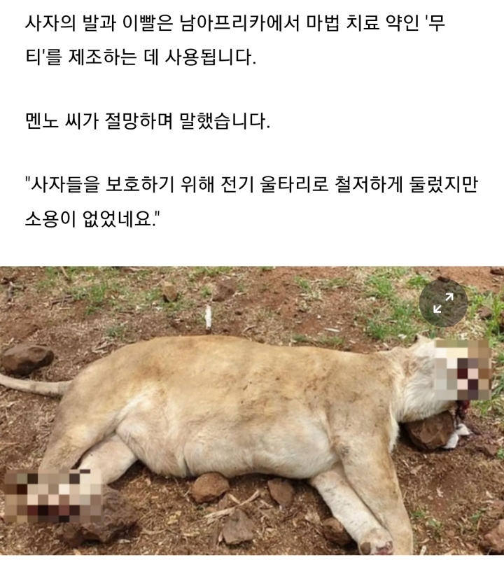 마법 때문에 다리가 잘리는 남아공 사자들 | 인스티즈