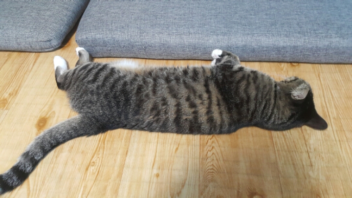 자는 고양이 괴롭히기 | 인스티즈