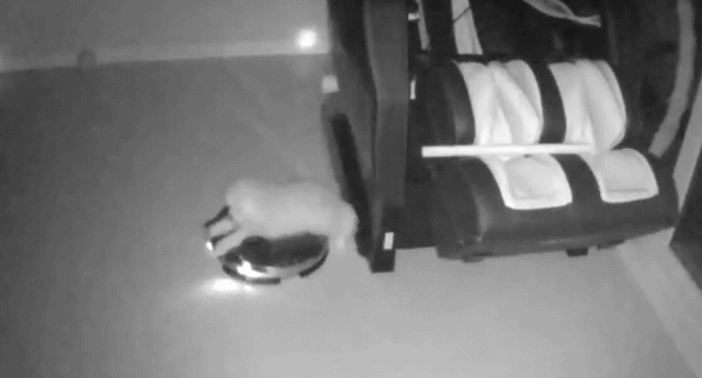 댕댕이가 걱정되서 집에 cctv를 설치했는데.gif | 인스티즈