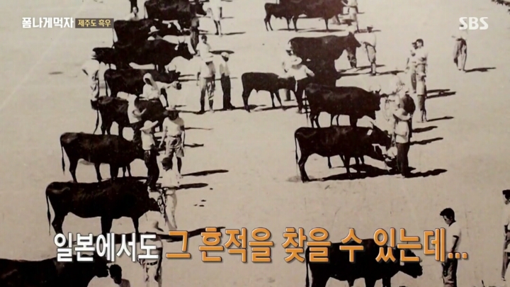 일본이 수탈해간 우리의 흑우.jpg | 인스티즈