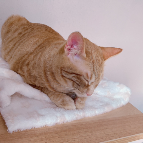 조는 고양이 몰촬 | 인스티즈