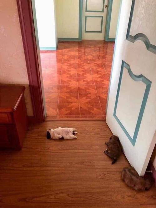 꿀잠 자는 멍멍이.jpg | 인스티즈