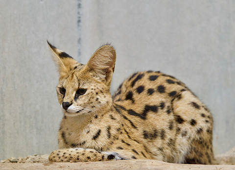 몸매 지리는 고양이 | 인스티즈