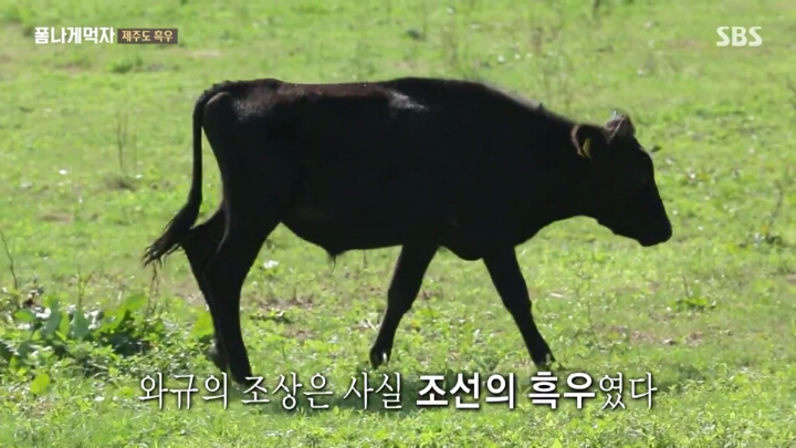 일본이 수탈해간 우리의 흑우.jpg | 인스티즈