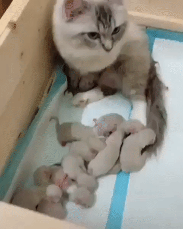 몇 마리 낳은거냥 | 인스티즈