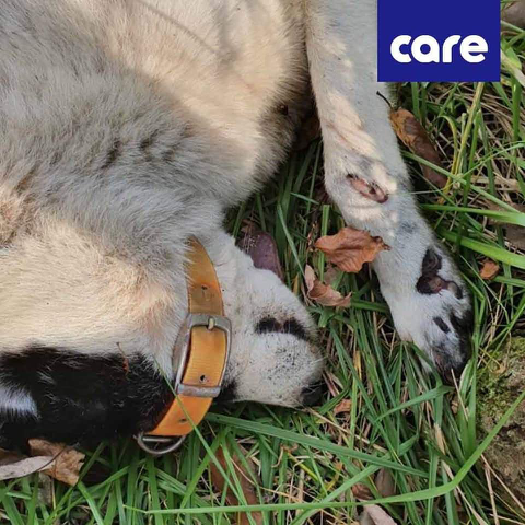 혐주의] 11월 4일 금산에서 아스팔트에 갈려 처참하게 학대와 살해당한 강아지 | 인스티즈