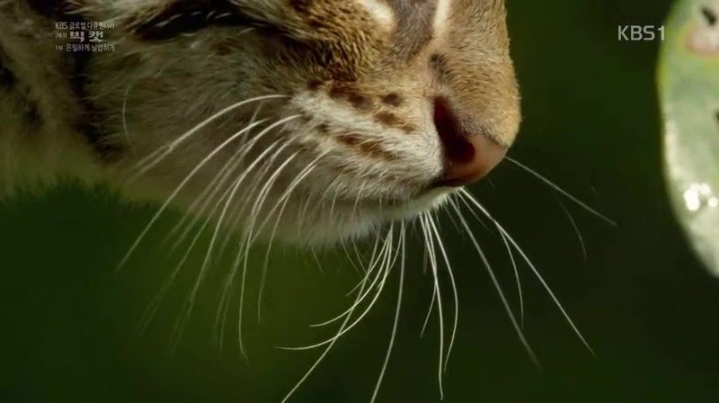 세상에서 가장 작은 고양이.jpgif | 인스티즈