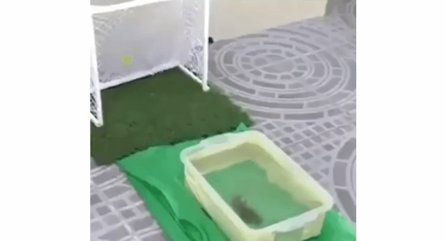 사람들이 잘 모르지만 공놀이를 좋아하는 동물들.gif | 인스티즈