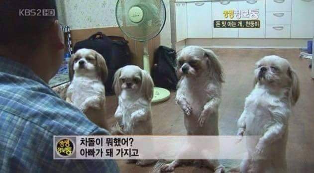 돈 훔쳐서 벌 받는 강아지들 | 인스티즈