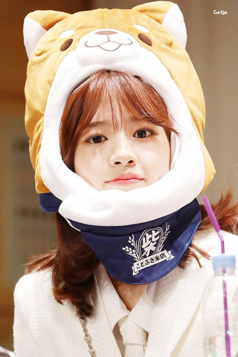 아이즈원) 시바유댕&amp;시바쌈무 | 인스티즈