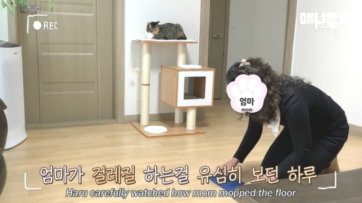 깜짝.....걸레질을 하는 고양이가 있다....?.....JPGIF | 인스티즈