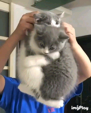 고양이 찢기....gif (혐오주의) | 인스티즈