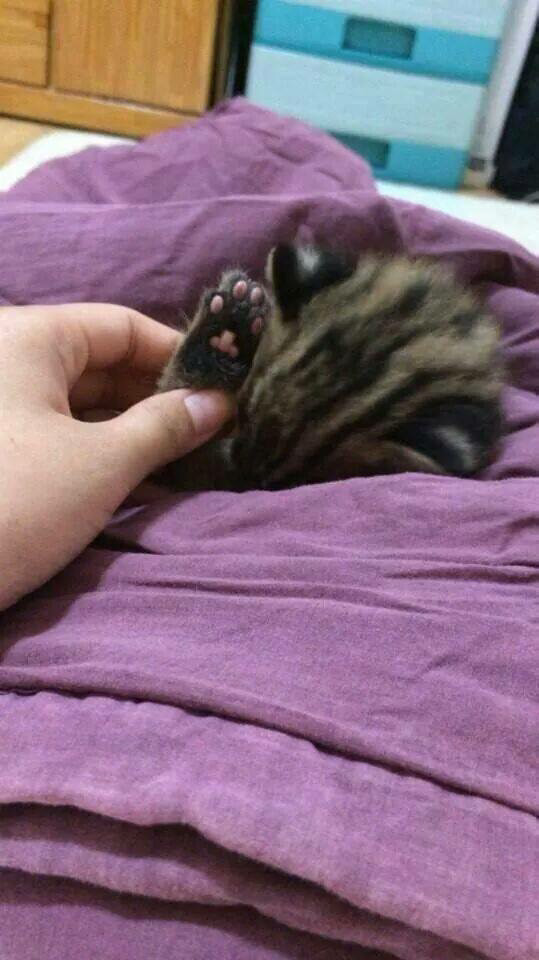 길고양이를 주웠는데 너무 귀엽다 | 인스티즈