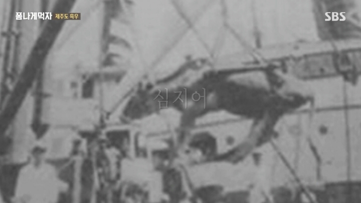 일본이 수탈해간 우리의 흑우.jpg | 인스티즈