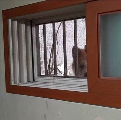 반지하에 사는데 수상한 녀석이 쳐다본다.jpg | 인스티즈