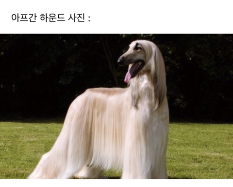 수영하는 아프간하운드(댕댕이 맞음).gif | 인스티즈