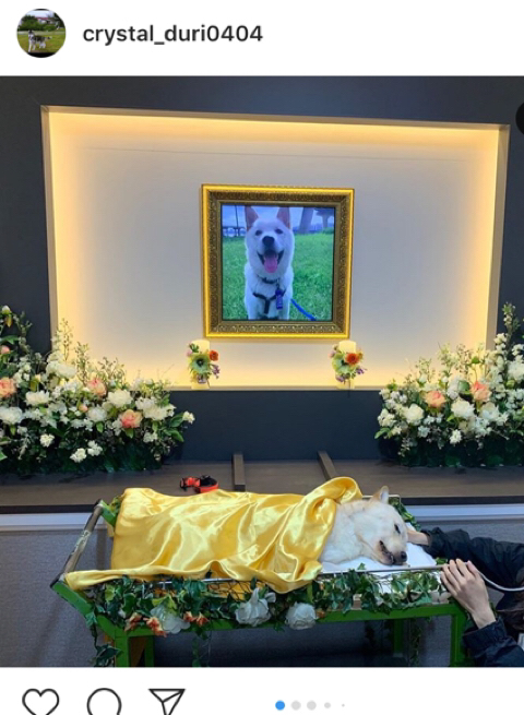 강아지가 훈련사에게 맞아 죽었습니다 | 인스티즈