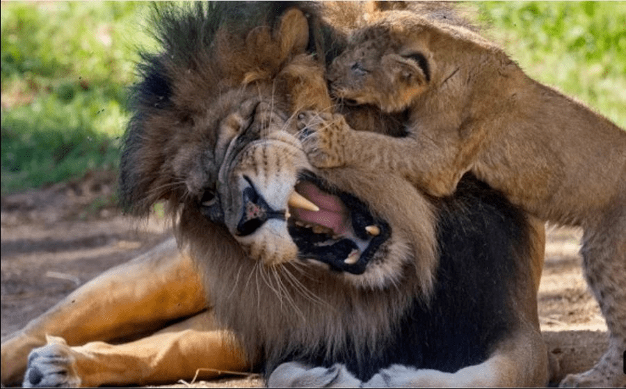 내 아들이 죽지 않고 살아있는 건 귀엽기 때문 | 인스티즈