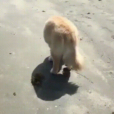 바다 처음 가본 댕댕이.gif | 인스티즈