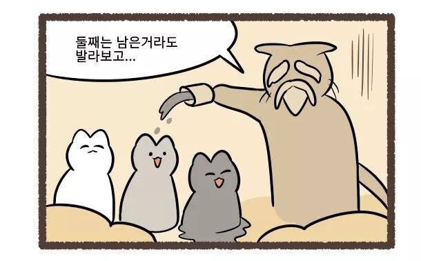 고양이의 털색이 정해지는 방법 | 인스티즈