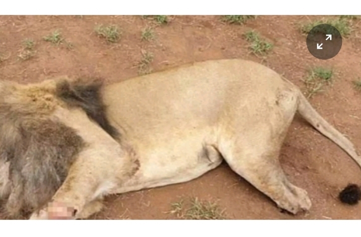 마법 때문에 다리가 잘리는 남아공 사자들 | 인스티즈