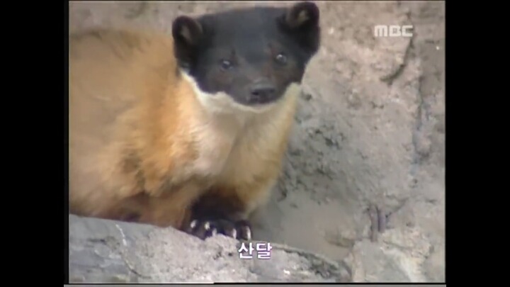 북한 개마고원에 살고 있는 동물들 | 인스티즈