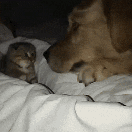 고양이를 안좋아 하는데도 소장하고 있는 고양이 짤들 | 인스티즈