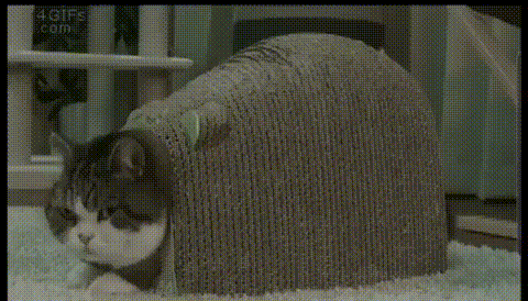 알다가도 모르겠는 생명체.gif | 인스티즈