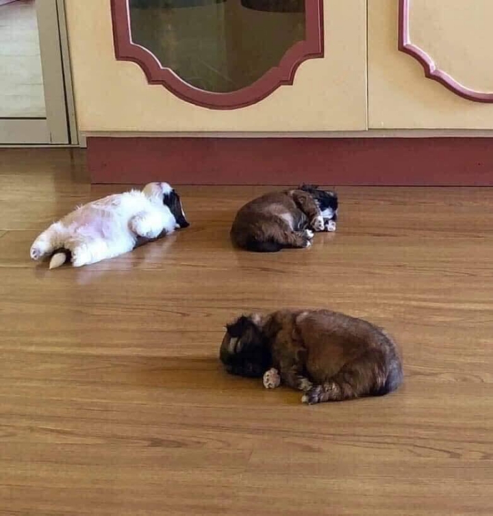 개가 잠을 이상하게 자요.jpg | 인스티즈