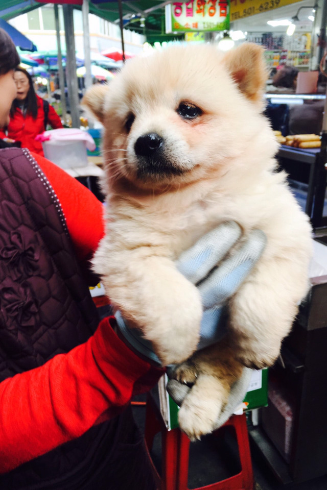 귀여운 강아지들 ㅎㅎ | 인스티즈