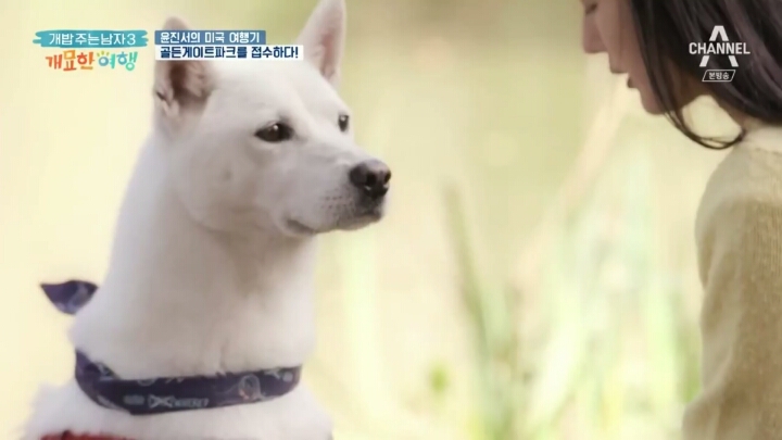 미국여행 간 진돗개의 인기.jpg | 인스티즈