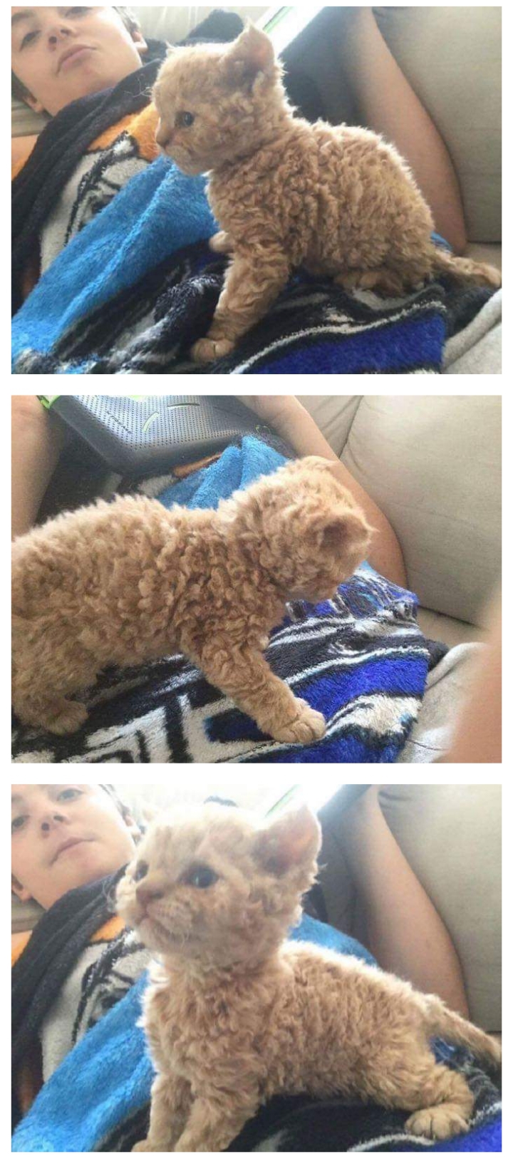 악성 곱슬 고양이 | 인스티즈