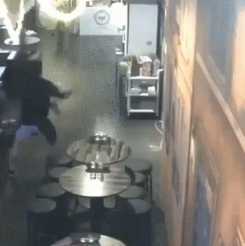 사장님이 강아지에게 알바생을 맡기고 외출함.gif | 인스티즈