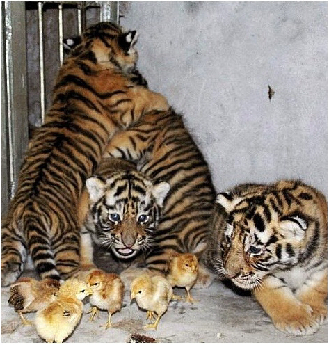 병아리 무서워하는 아기호랑이.jpg | 인스티즈