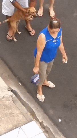 주인곁을 지키고싶은 댕댕이.gif | 인스티즈