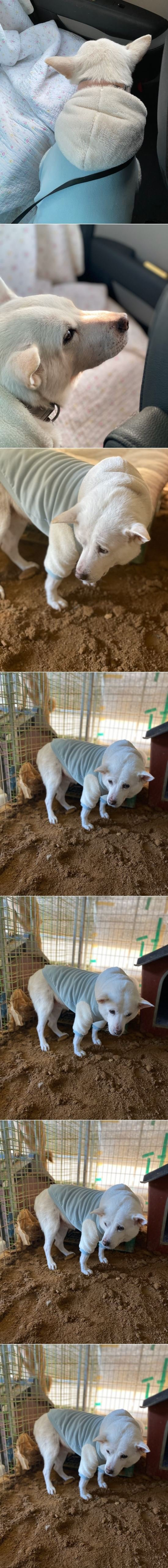 파양돼 보호소 다시 돌아온 진돗개의 표정.jpg | 인스티즈