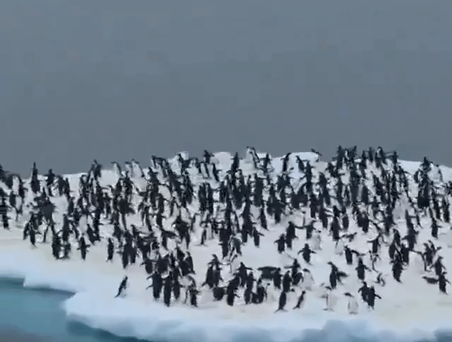 남극나라 다이빙 파티.gif | 인스티즈