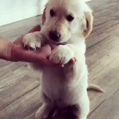 주인님 손이 제일 좋아.gif | 인스티즈